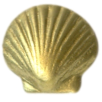 seashell